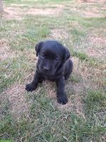 Reinrassige Labrador Welpen