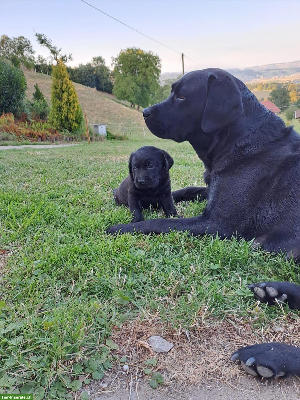 Bild 2: Reinrassige Labrador Welpen