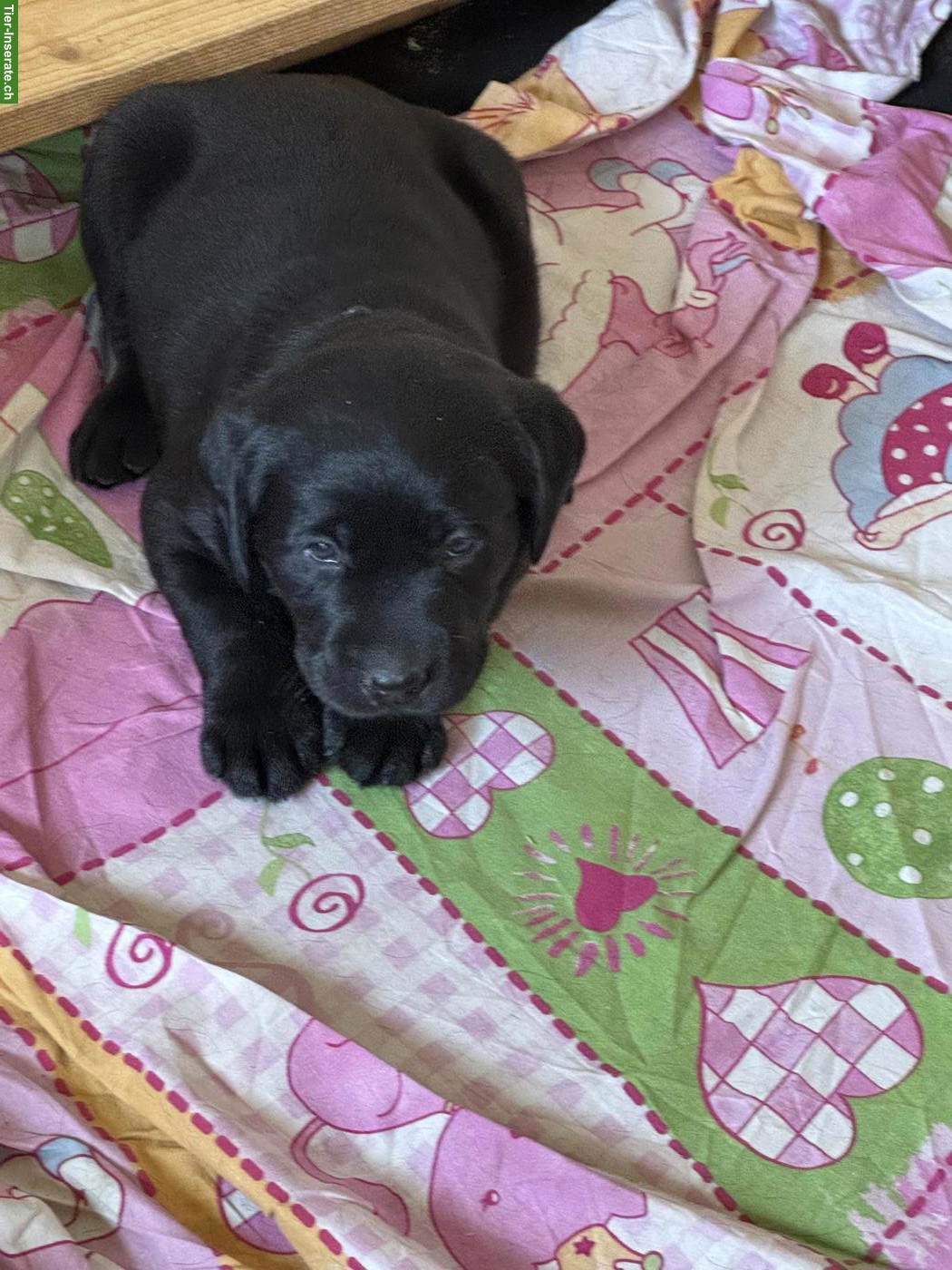 Bild 3: Reinrassige Labrador Welpen