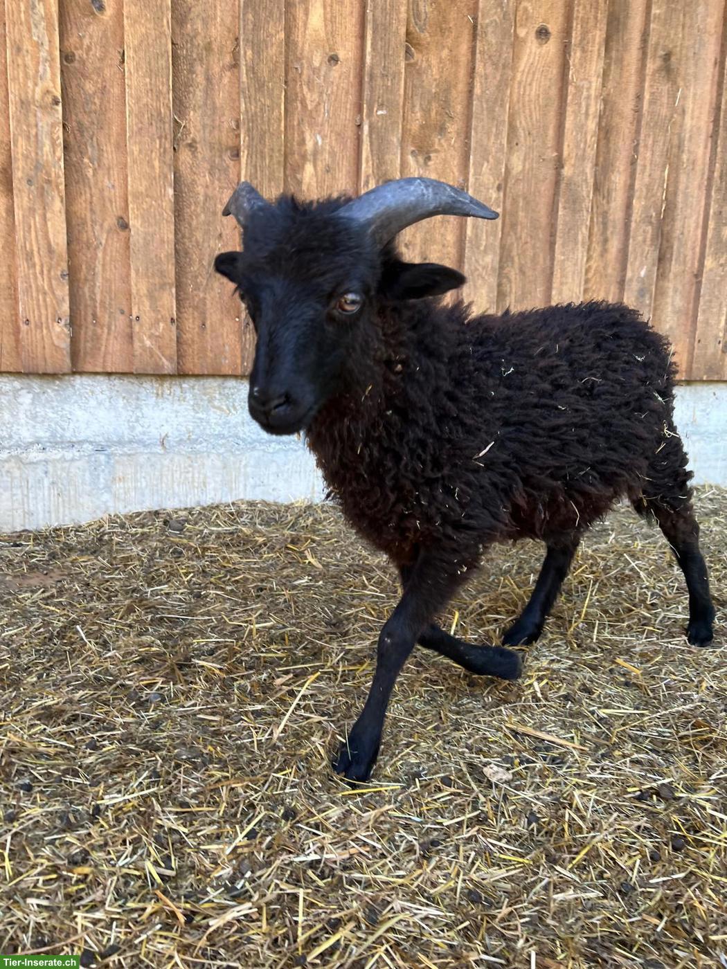 Handaufgezogener Ouessant Schafbock sucht liebevolles Zuhause