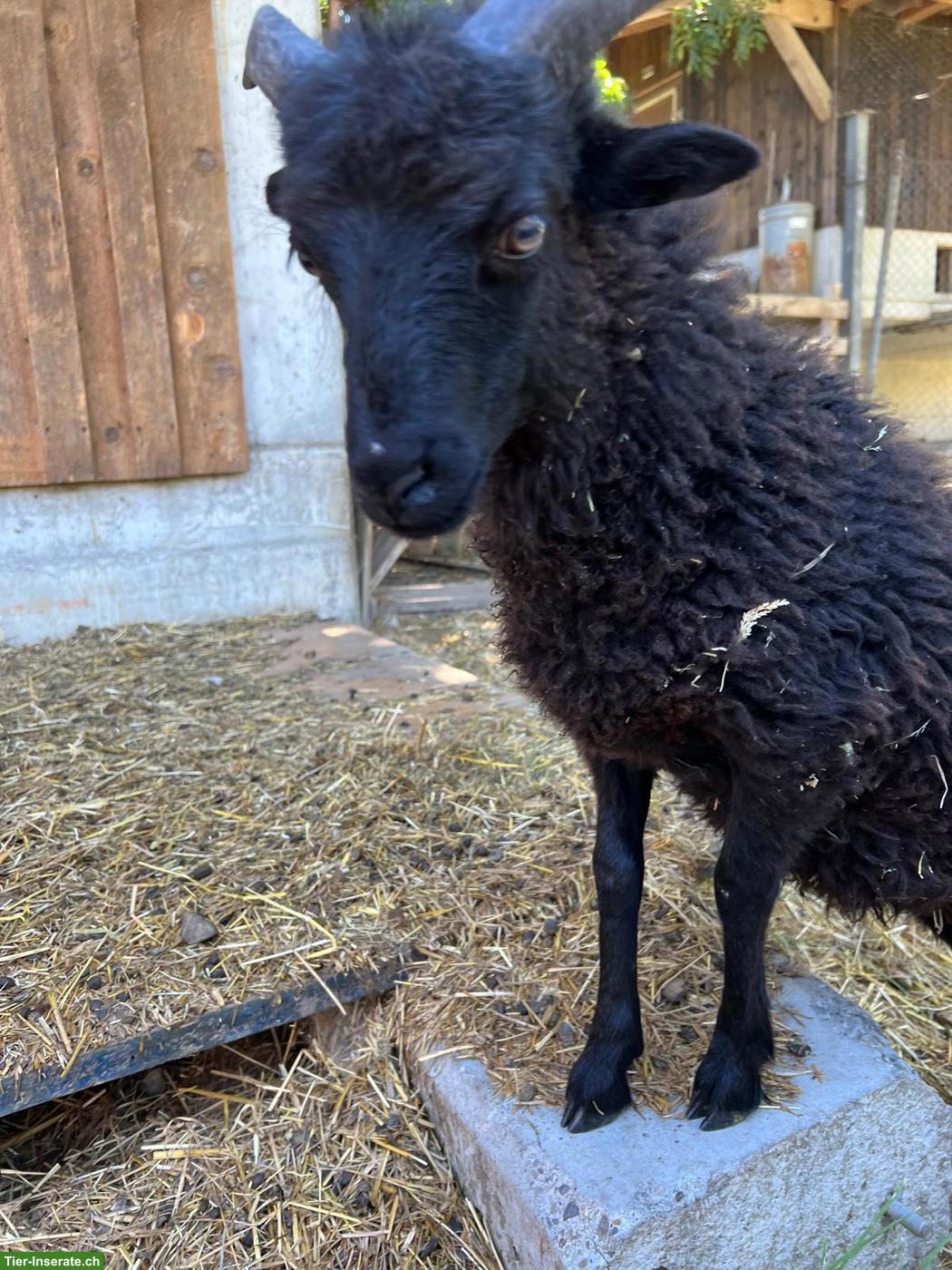 Bild 2: Handaufgezogener Ouessant Schafbock sucht liebevolles Zuhause