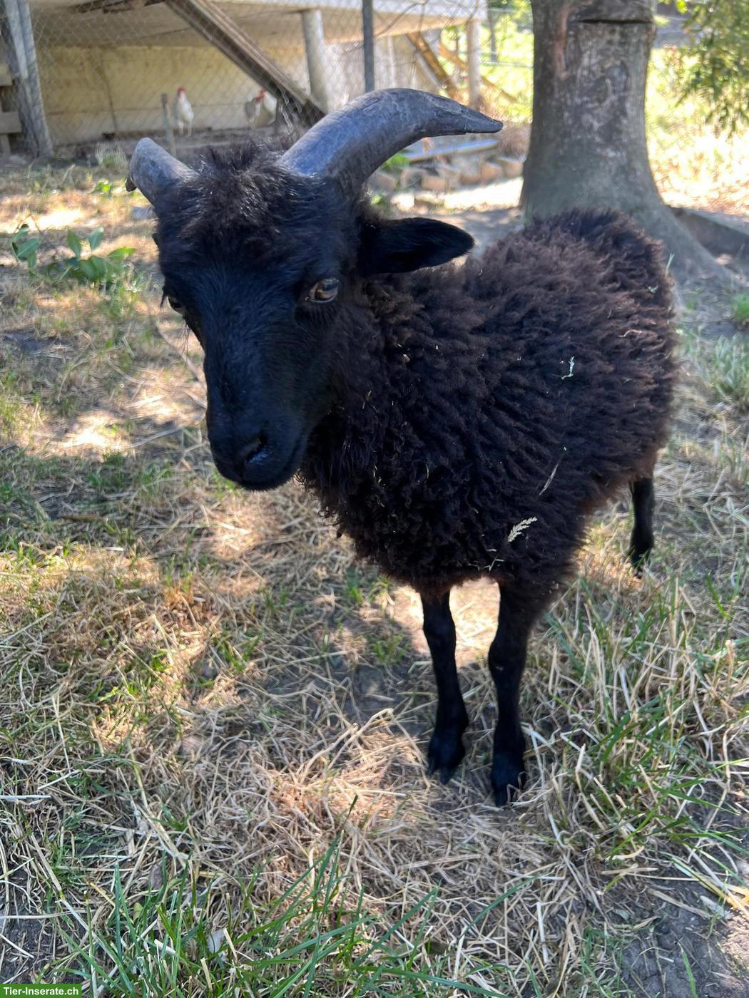 Bild 3: Handaufgezogener Ouessant Schafbock sucht liebevolles Zuhause