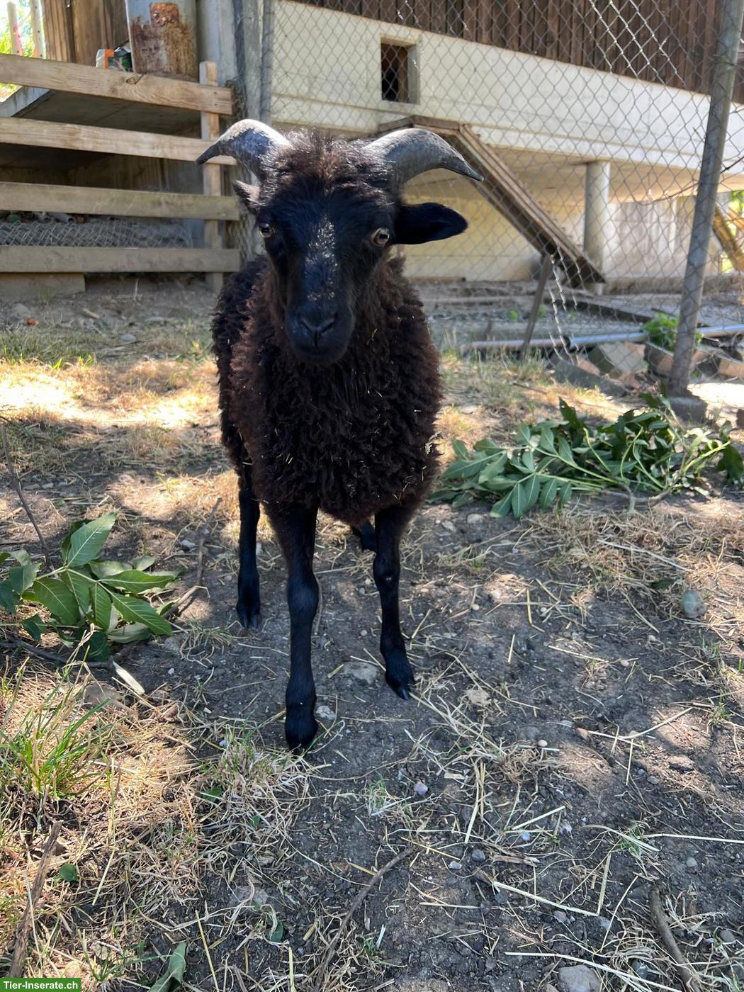 Bild 4: Handaufgezogener Ouessant Schafbock sucht liebevolles Zuhause