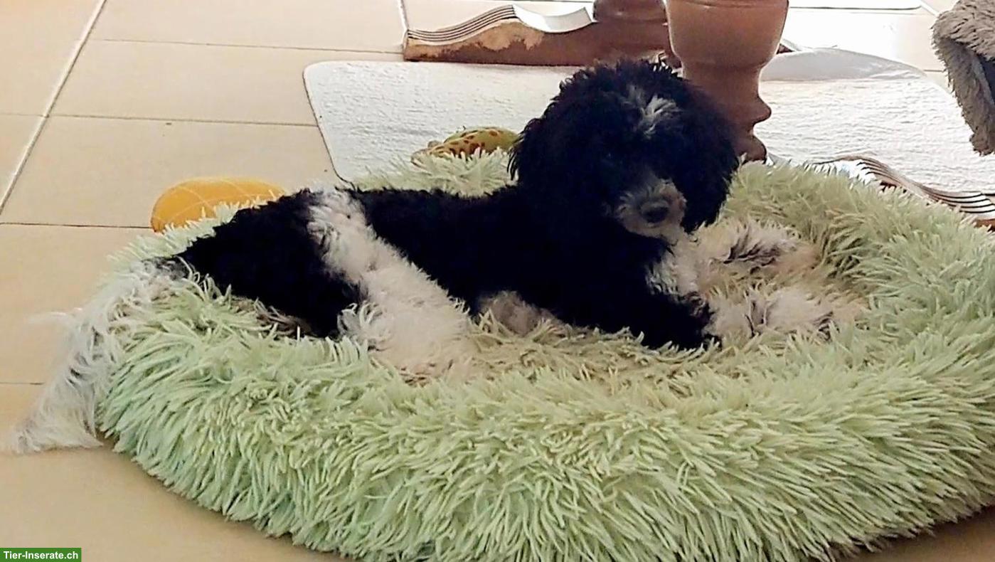 Zwergpudel Hündin in Schwarz-Weiss mit Stammbaum