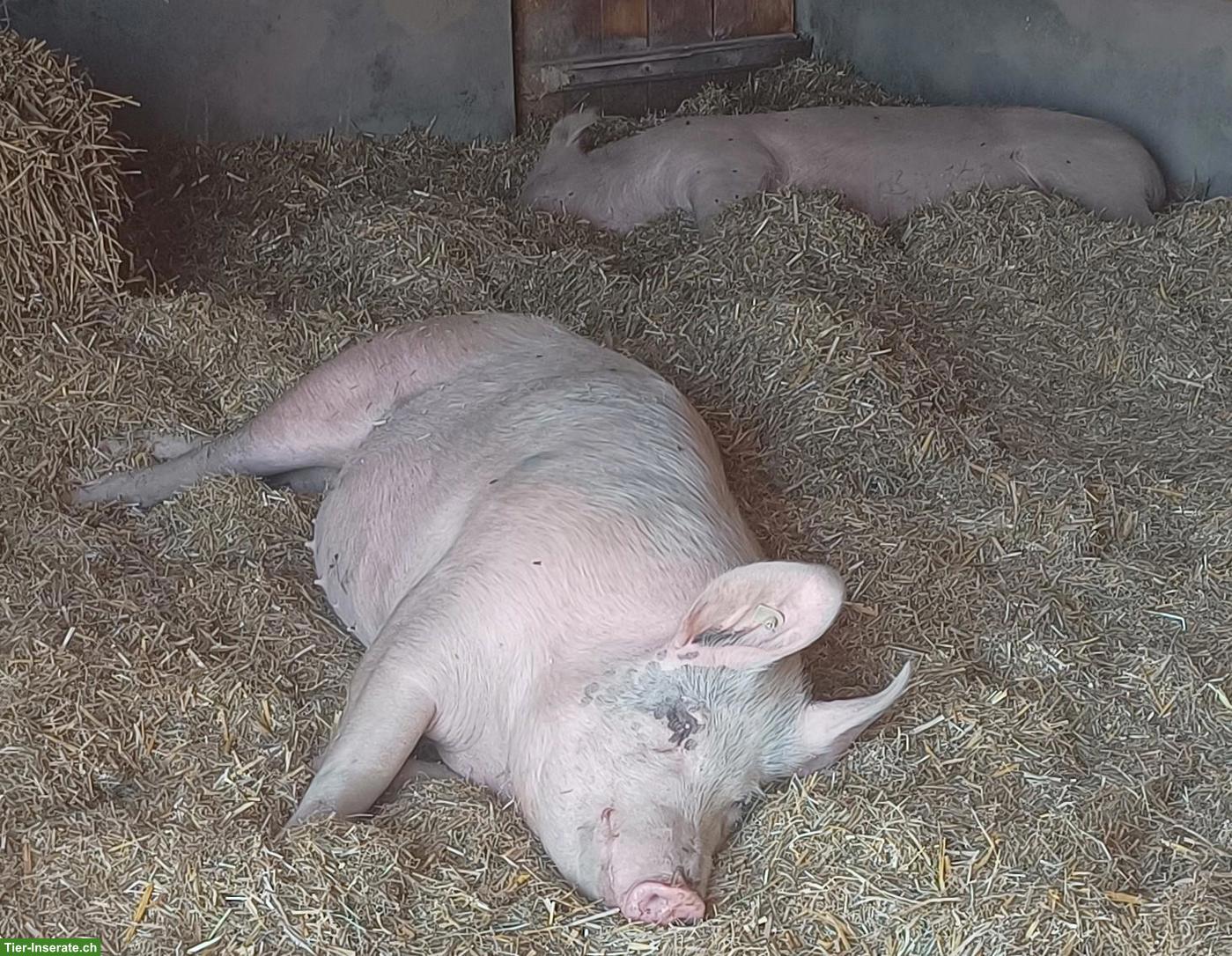 Bild 6: Pensionsstall für Schweine in 1783 Pensier FR