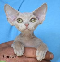Devon Rex Kitten mit Stammbaum und Gesundheitszeugnis