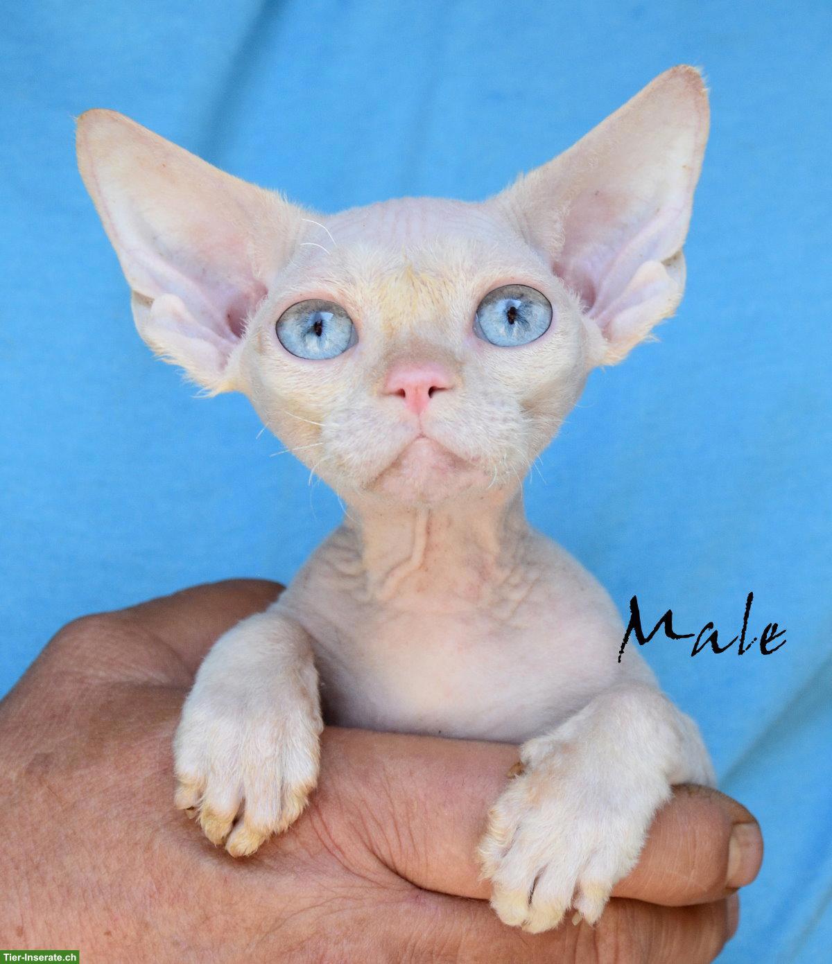 Bild 10: Devon Rex Kitten mit Stammbaum und Gesundheitszeugnis