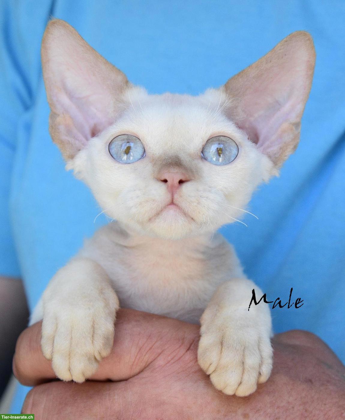 Bild 2: Devon Rex Kitten mit Stammbaum und Gesundheitszeugnis