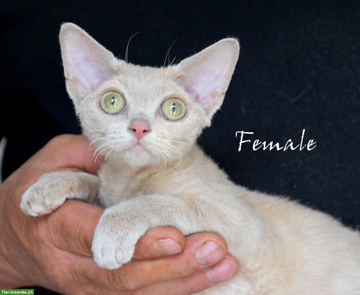 Bild 3: Devon Rex Kitten mit Stammbaum und Gesundheitszeugnis