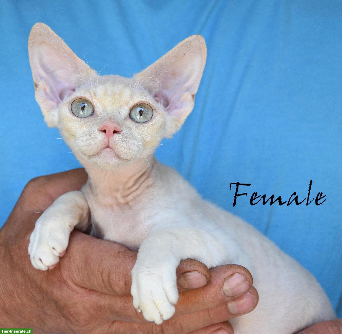 Bild 4: Devon Rex Kitten mit Stammbaum und Gesundheitszeugnis
