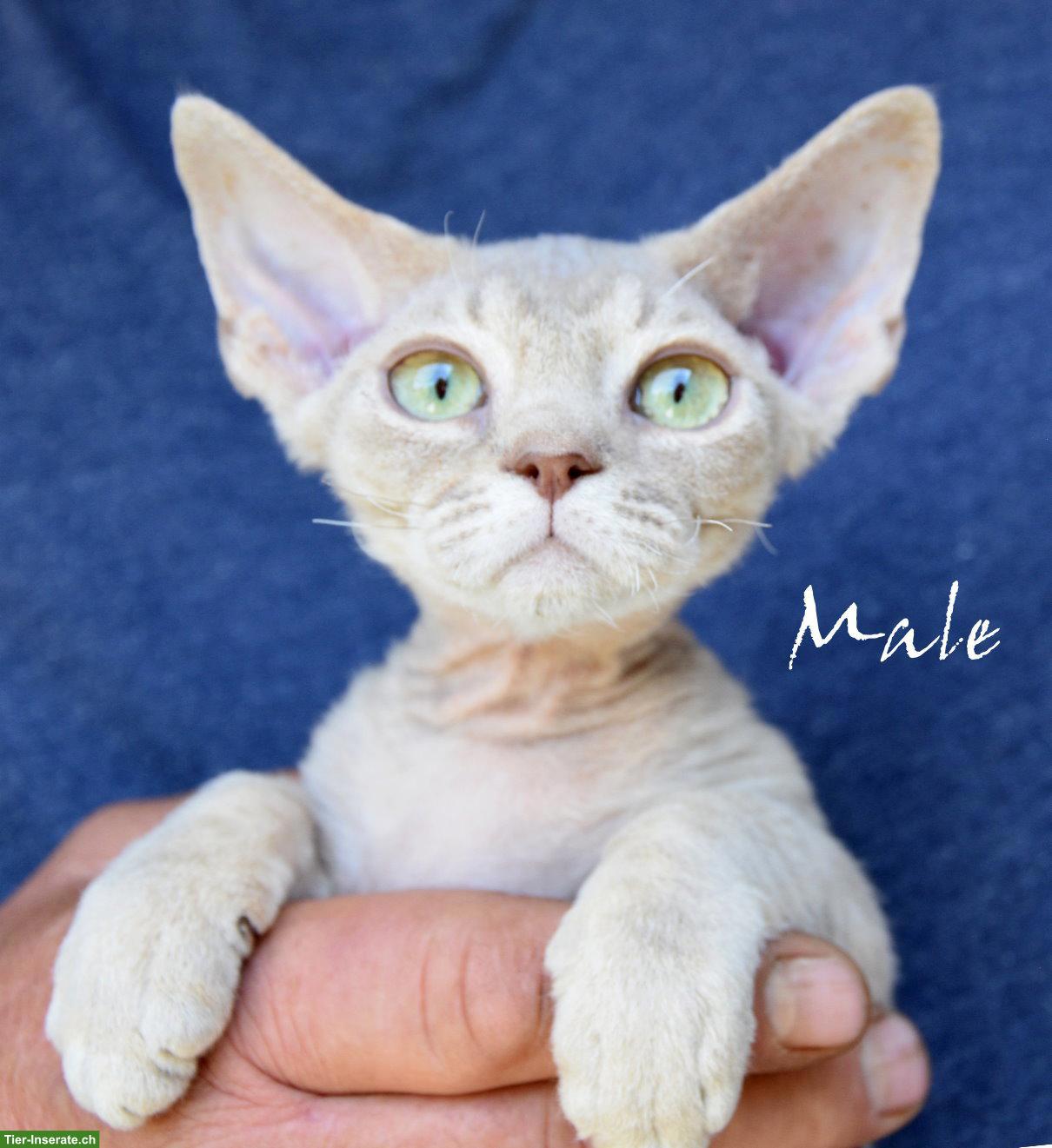 Bild 5: Devon Rex Kitten mit Stammbaum und Gesundheitszeugnis