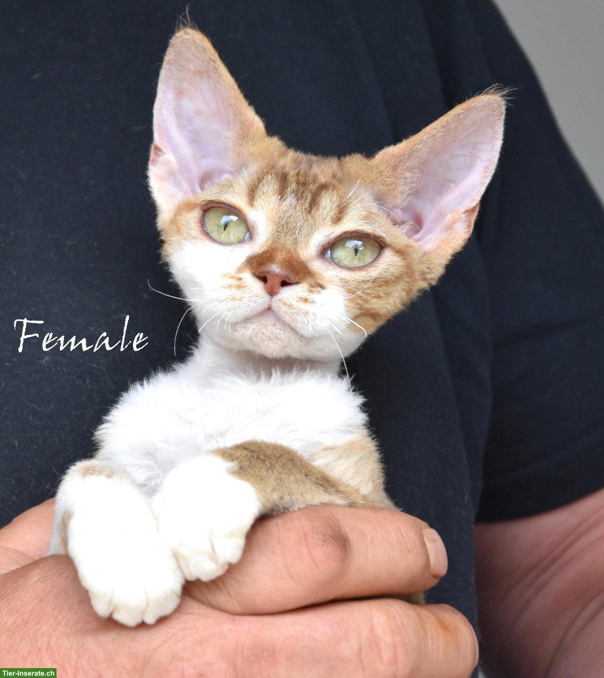 Bild 6: Devon Rex Kitten mit Stammbaum und Gesundheitszeugnis