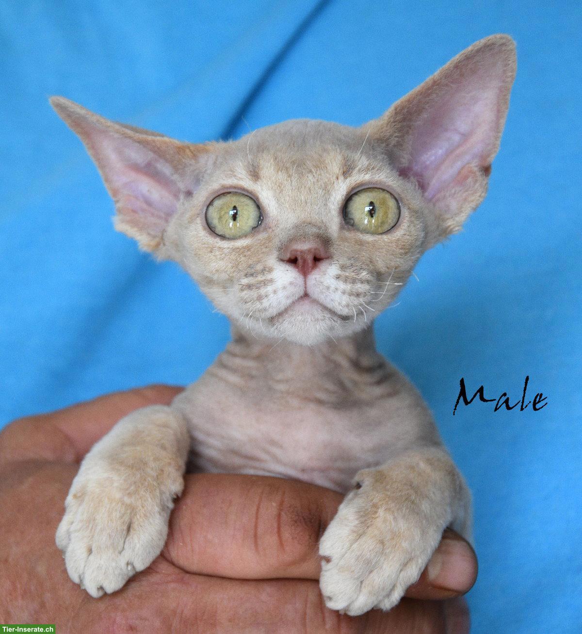 Bild 7: Devon Rex Kitten mit Stammbaum und Gesundheitszeugnis