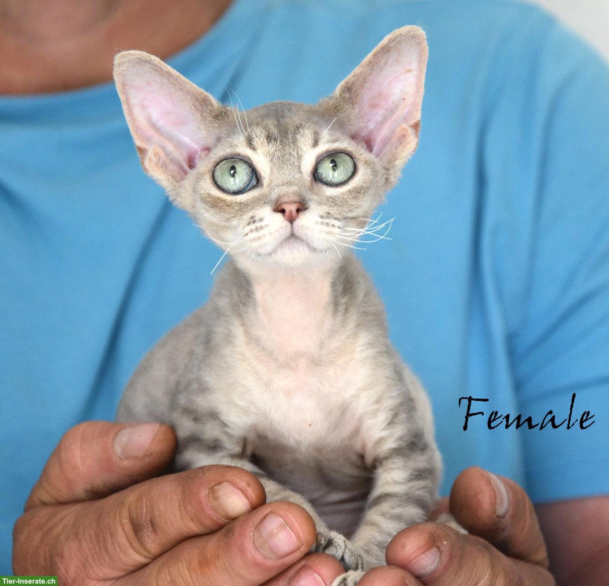 Bild 8: Devon Rex Kitten mit Stammbaum und Gesundheitszeugnis