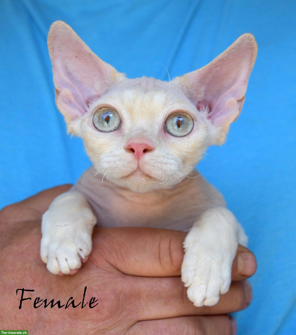 Bild 9: Devon Rex Kitten mit Stammbaum und Gesundheitszeugnis