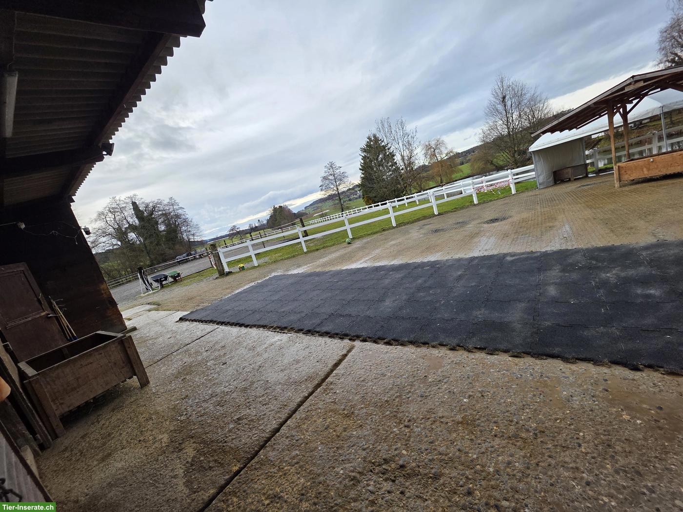 Bild 2: Stallhilfe gesucht für kleinen Offenstall in Lustdorf TG