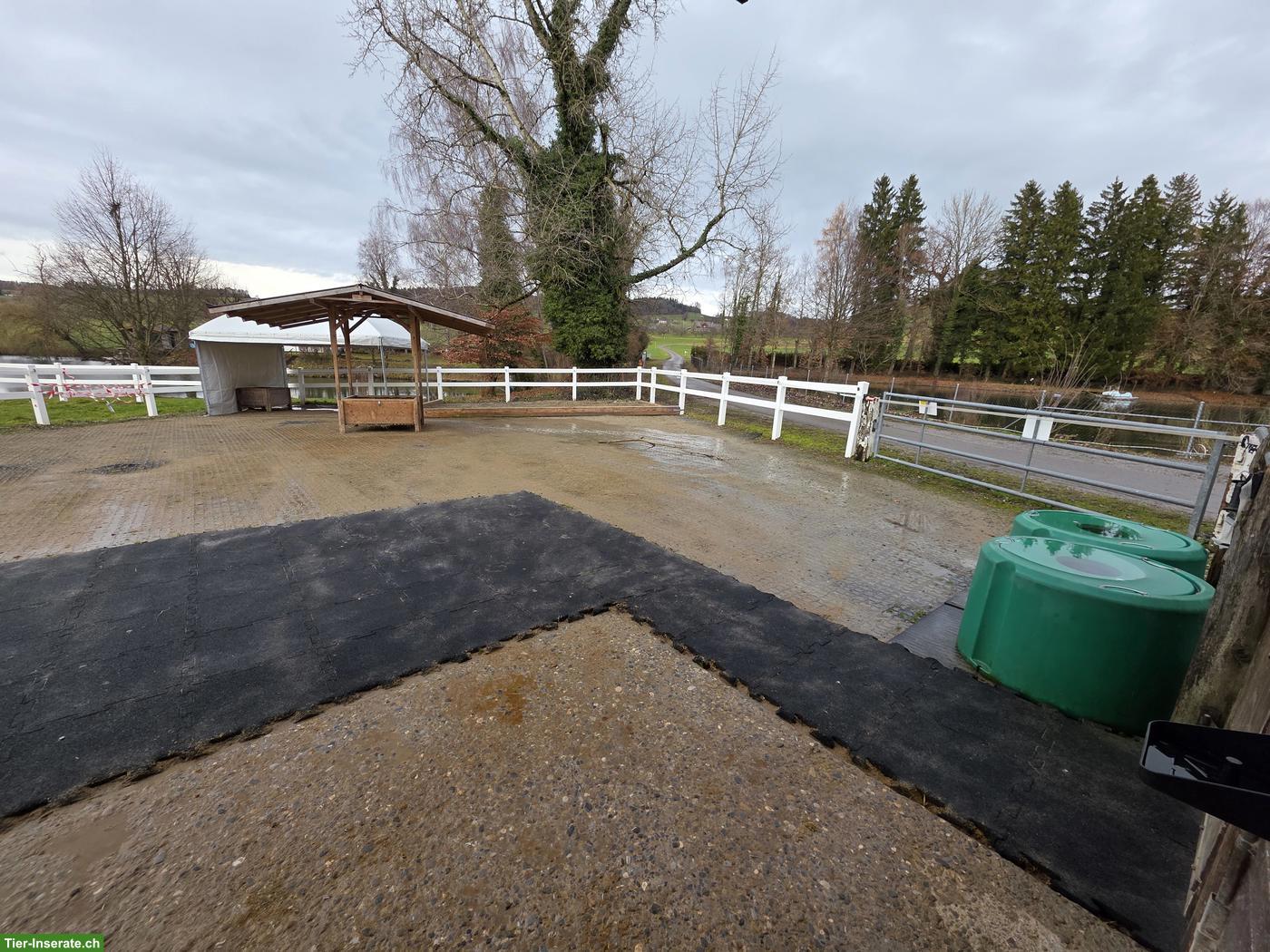 Bild 3: Stallhilfe gesucht für kleinen Offenstall in Lustdorf TG