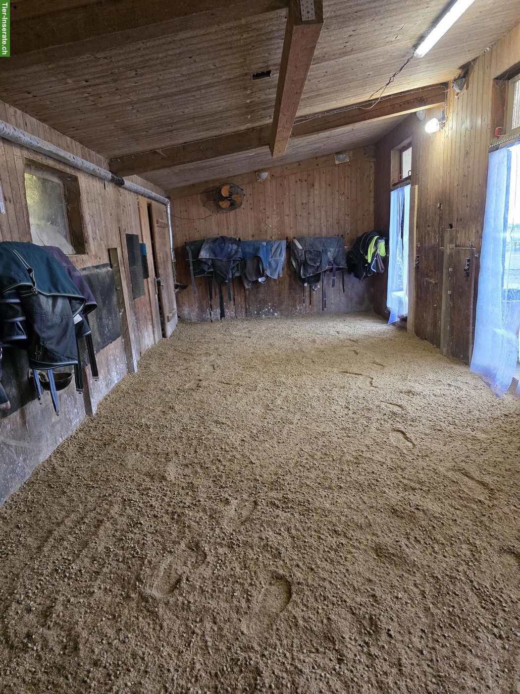Bild 4: Stallhilfe gesucht für kleinen Offenstall in Lustdorf TG