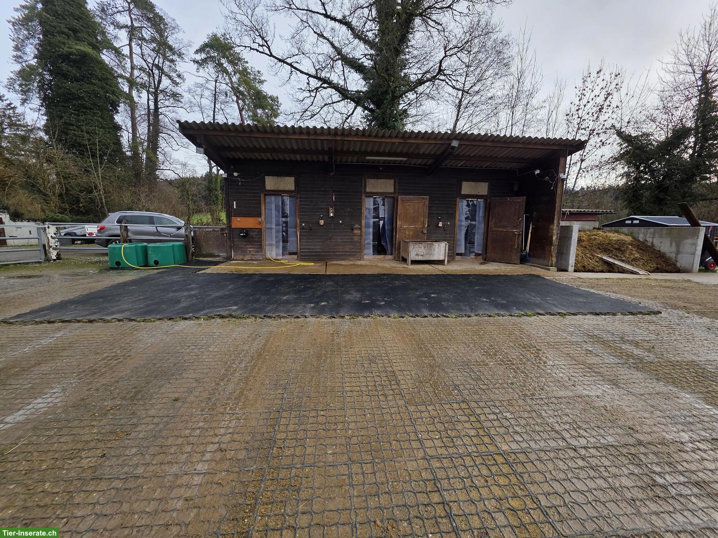 Bild 5: Stallhilfe gesucht für kleinen Offenstall in Lustdorf TG