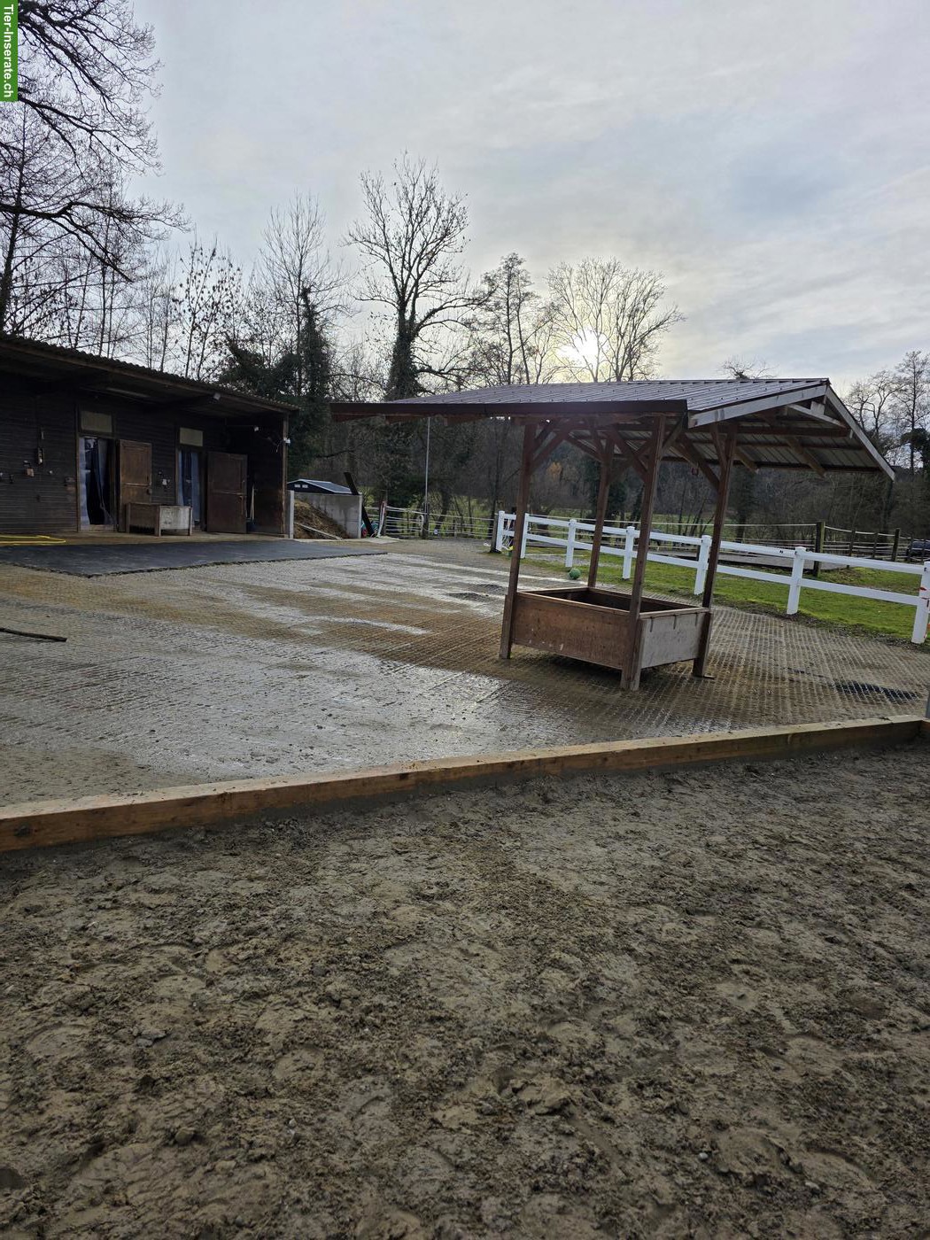 Bild 6: Stallhilfe gesucht für kleinen Offenstall in Lustdorf TG