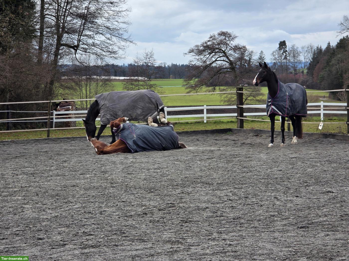 Bild 8: Stallhilfe gesucht für kleinen Offenstall in Lustdorf TG