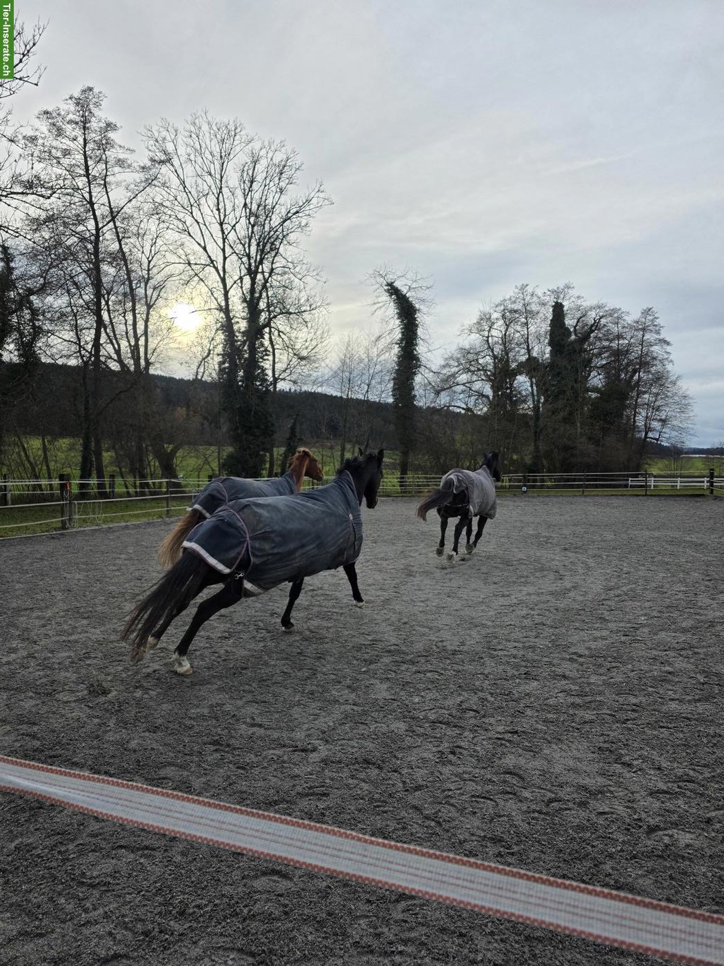 Bild 9: Stallhilfe gesucht für kleinen Offenstall in Lustdorf TG