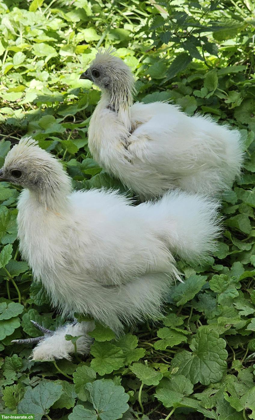 Seidenhuhn Küken zu verkaufen