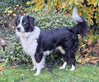 Deckrüde Australian Shepherd