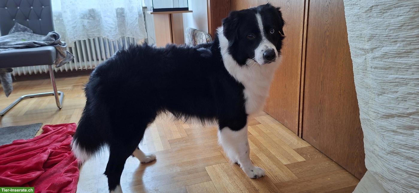Bild 3: Deckrüde Australian Shepherd