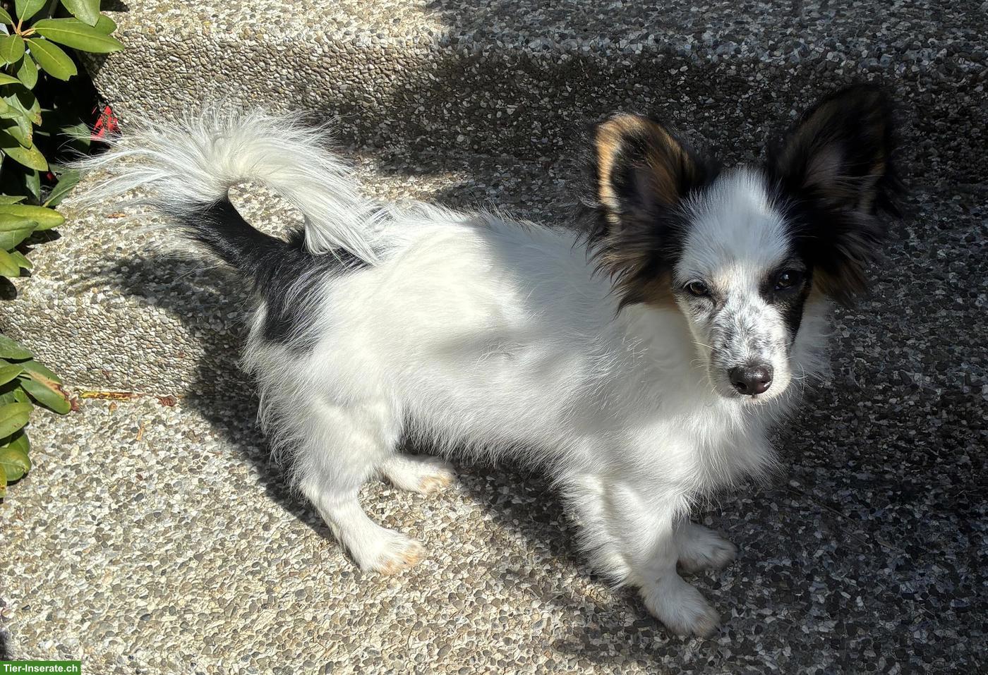 Lieber Papillon Welpe, Rüde