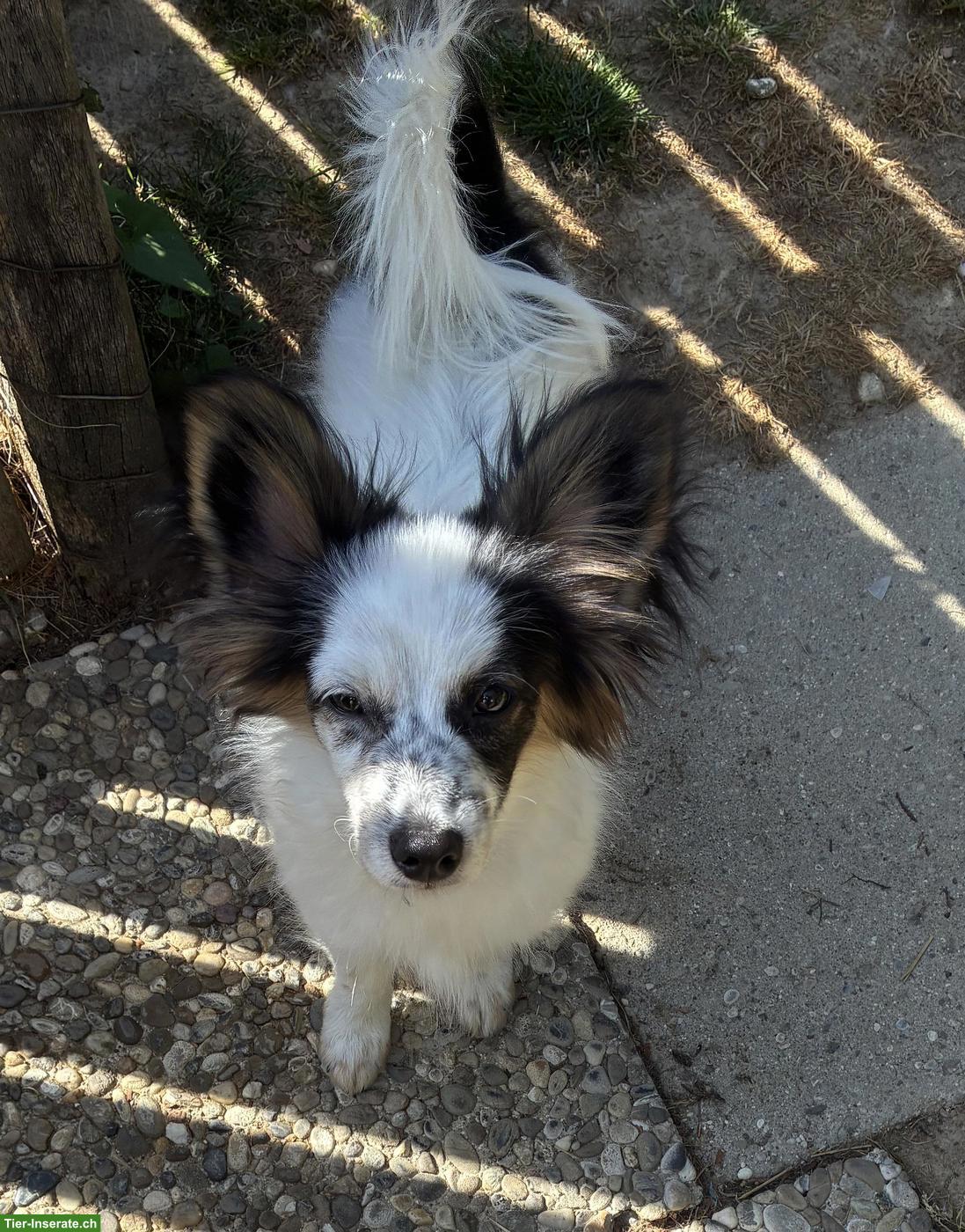 Bild 3: Lieber Papillon Welpe, Rüde