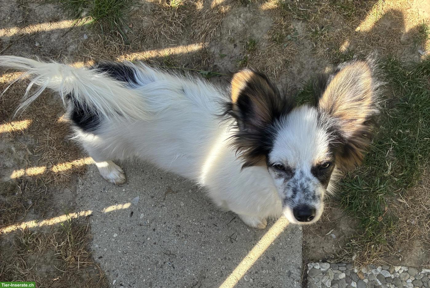 Bild 4: Lieber Papillon Welpe, Rüde