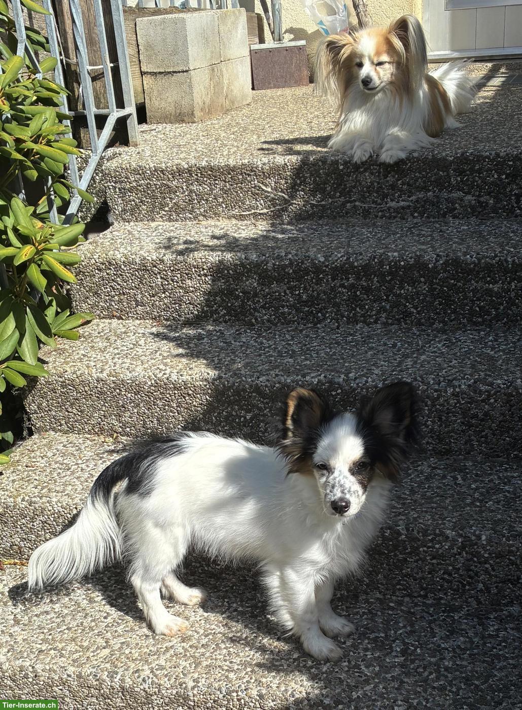 Bild 5: Lieber Papillon Welpe, Rüde