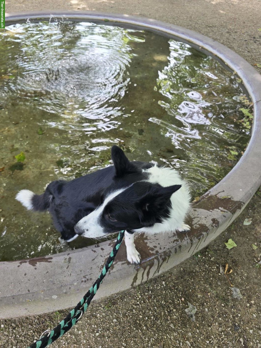 Bild 2: Hundesitter gesucht, 2x am Tag mit meinem Hund spazieren