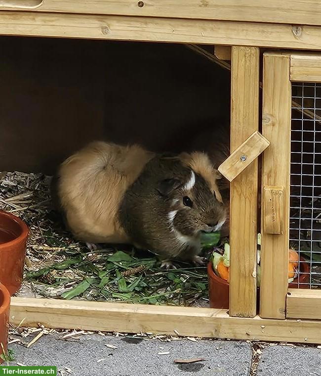 Einsames Meerschweinchen (weiblich, ca. 2.5 Jahre) sucht ein Zuhause