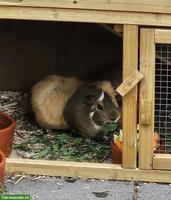 Einsames Meerschweinchen (weiblich, ca. 2.5 Jahre) sucht ein Zuhause