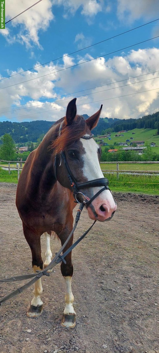 Bild 2: Schöner Freiberger Wallach zu verkaufen