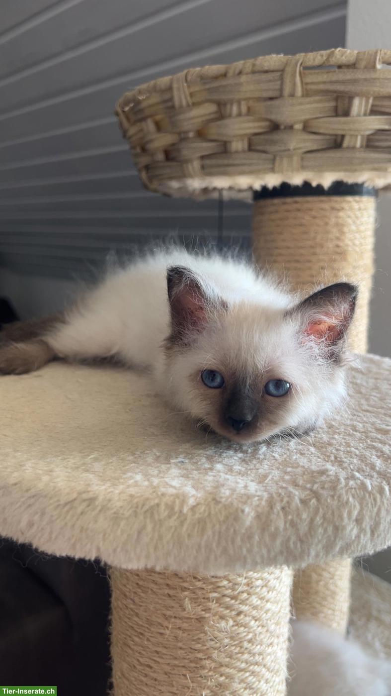 Wunderschöne Birma Kitten, Weibchen und Männchen