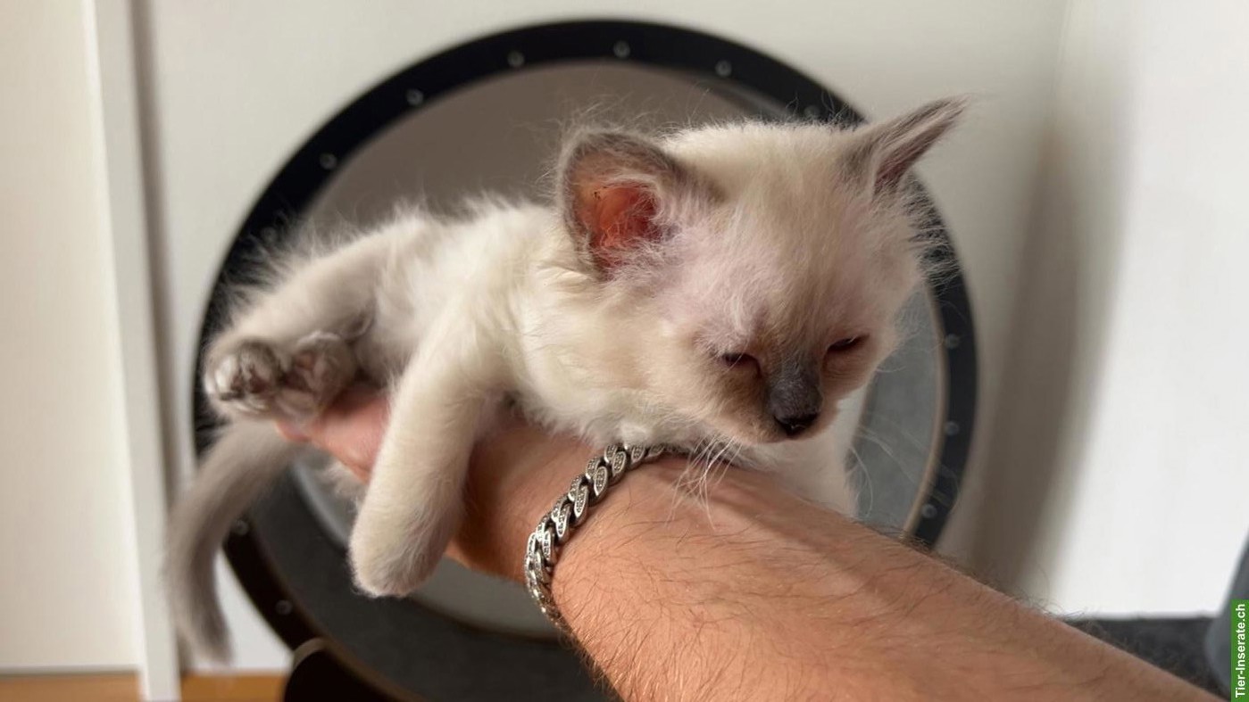 Bild 2: Wunderschöne Birma Kitten, Weibchen und Männchen