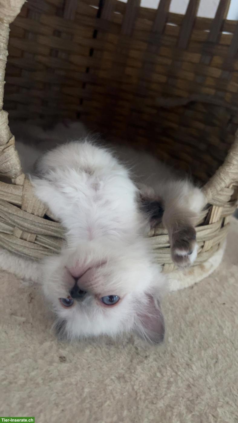 Bild 3: Wunderschöne Birma Kitten, Weibchen und Männchen