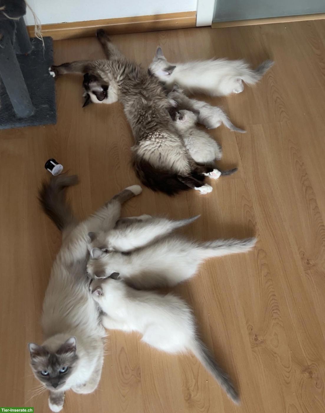 Bild 4: Wunderschöne Birma Kitten, Weibchen und Männchen