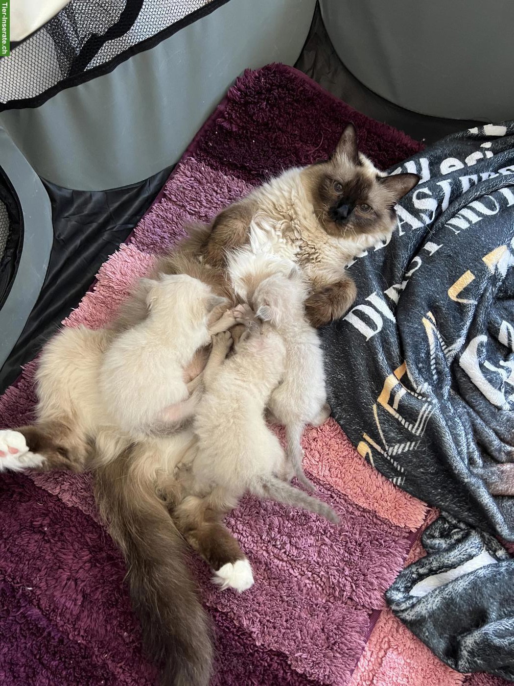 Bild 5: Wunderschöne Birma Kitten, Weibchen und Männchen