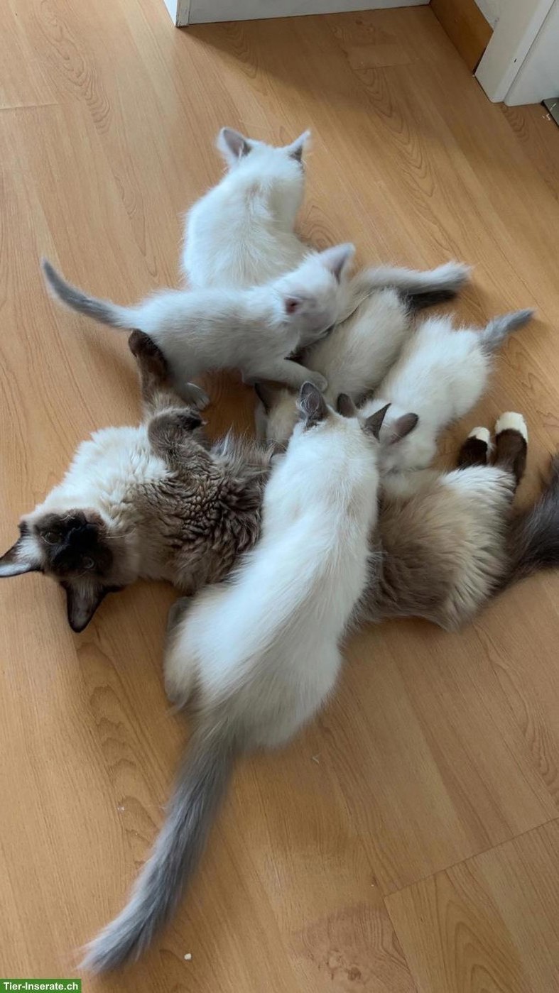 Bild 6: Wunderschöne Birma Kitten, Weibchen und Männchen
