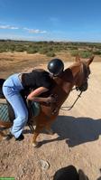 Suche eine Reitbeteiligung (Pferd), Region Neukirch TG