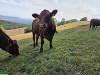 3 schöne Rinder zu verkaufen