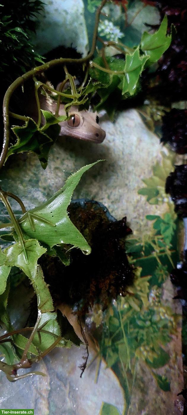 Bild 4: Kronengecko (männlich) mit Terrarium