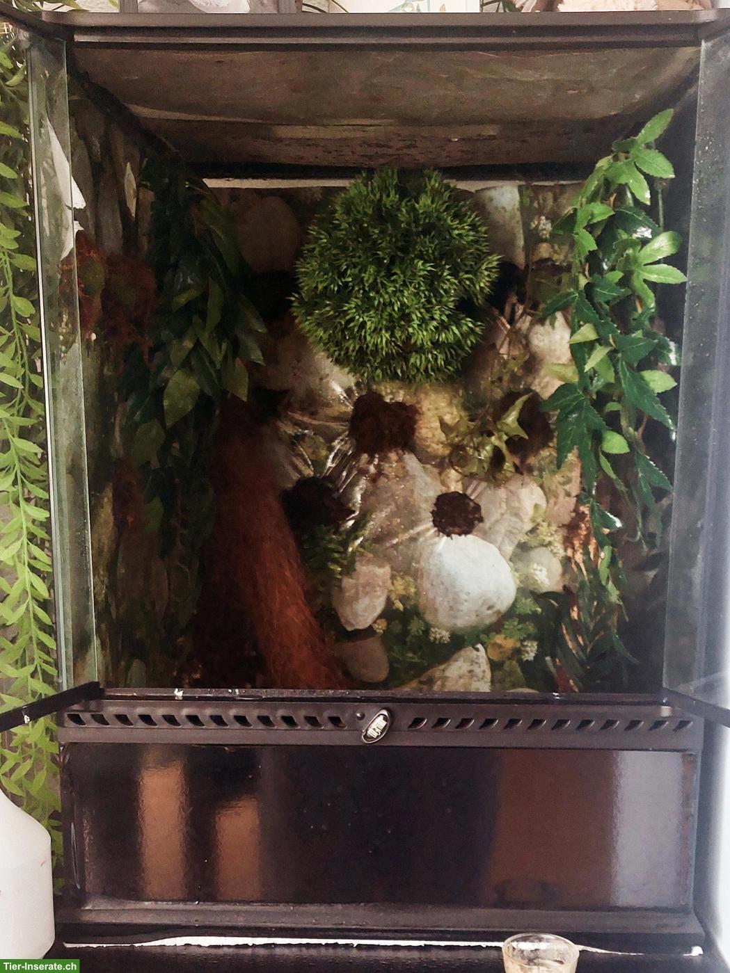 Bild 5: Kronengecko (männlich) mit Terrarium