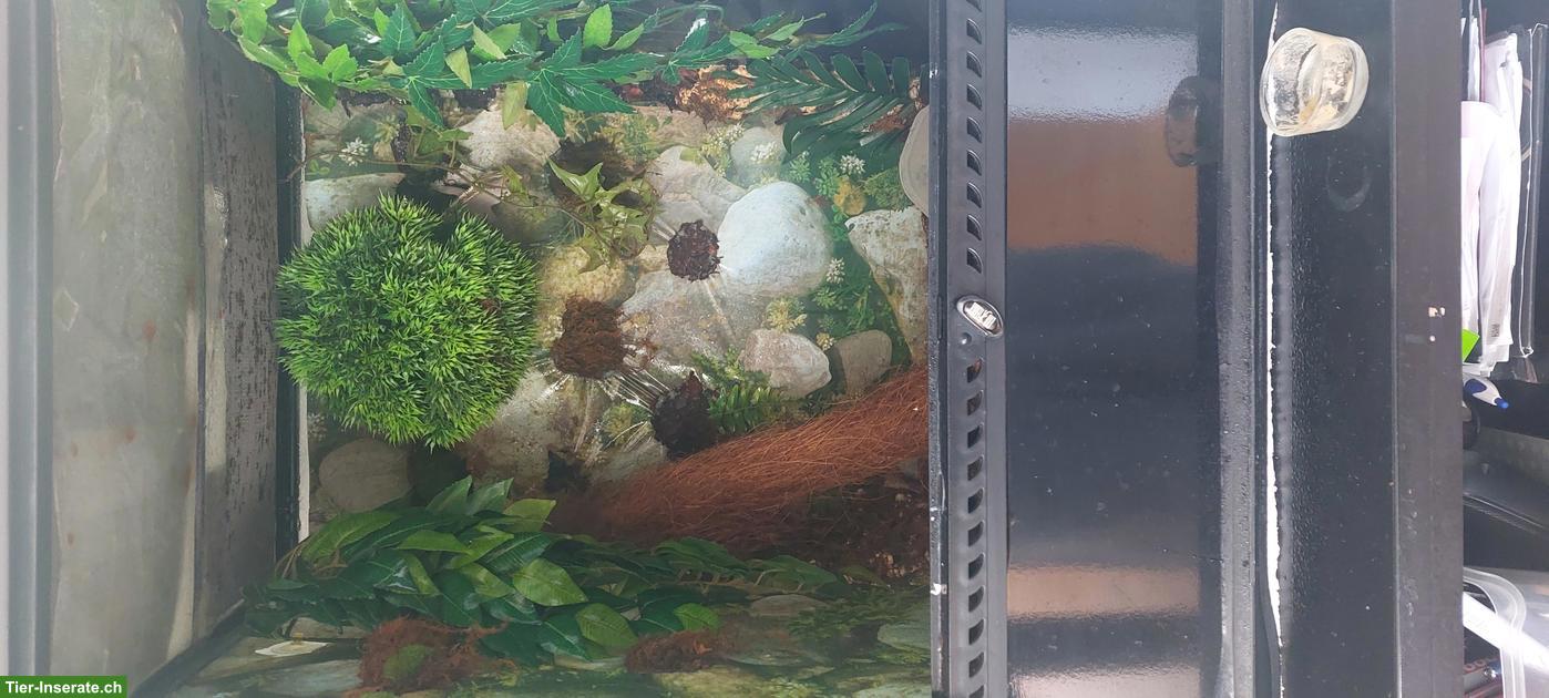 Bild 6: Kronengecko (männlich) mit Terrarium