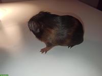 Junges Meerschweinchen Männchen, nicht kastriert