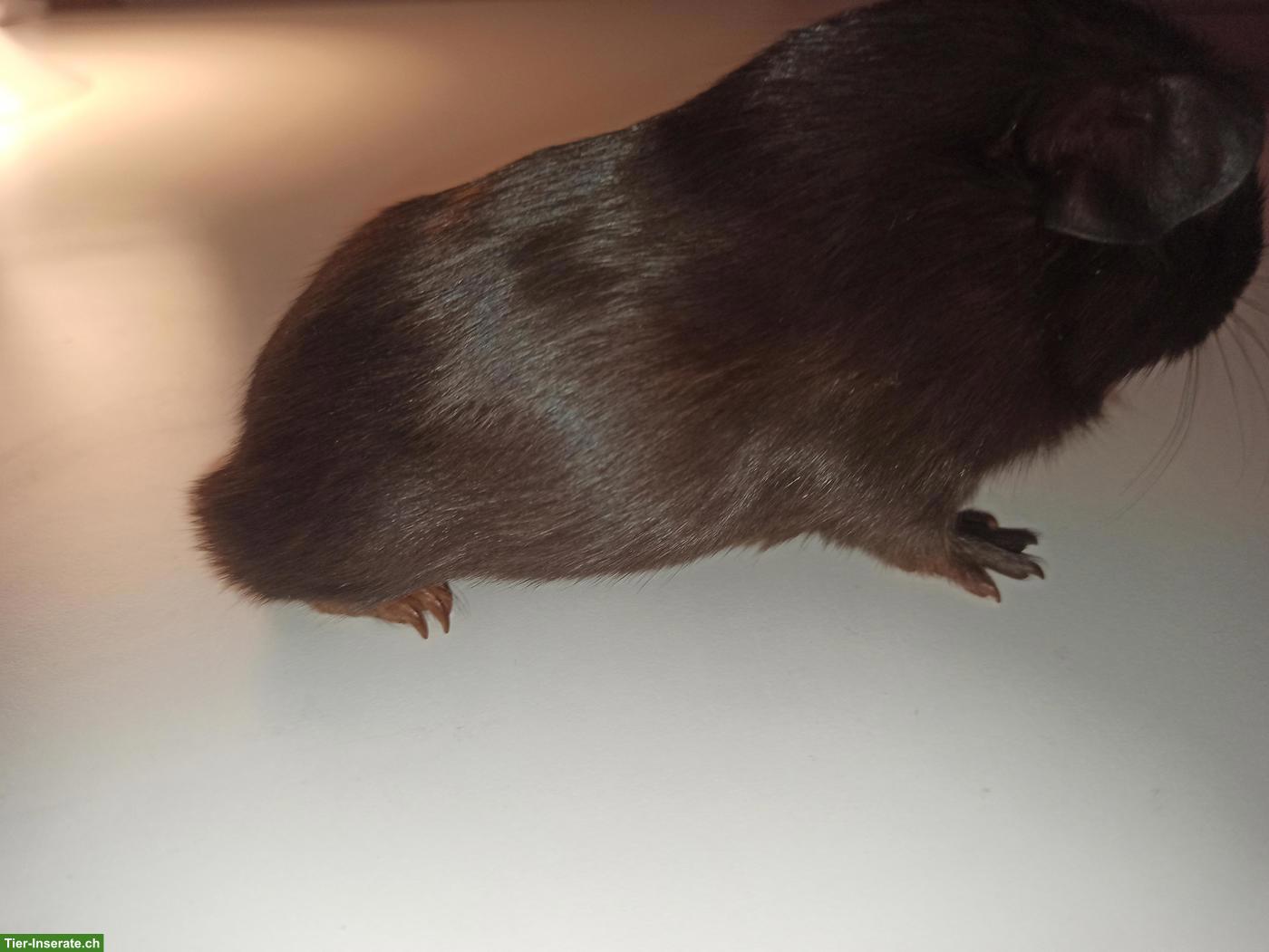 Bild 2: Junges Meerschweinchen Männchen, nicht kastriert